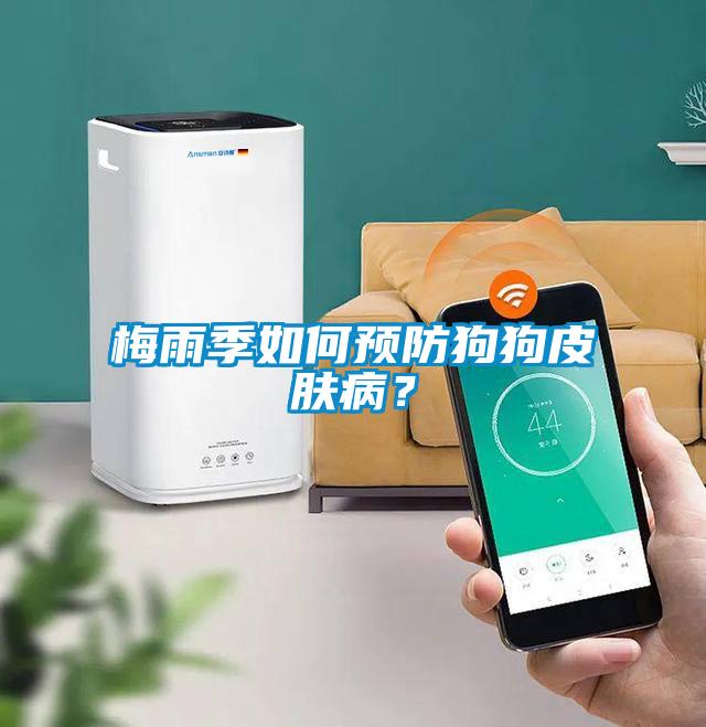梅雨季如何預(yù)防狗狗皮膚病？