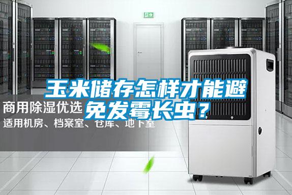 玉米儲存怎樣才能避免發(fā)霉長蟲？
