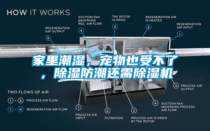 家里潮濕，寵物也受不了，除濕防潮還需除濕機