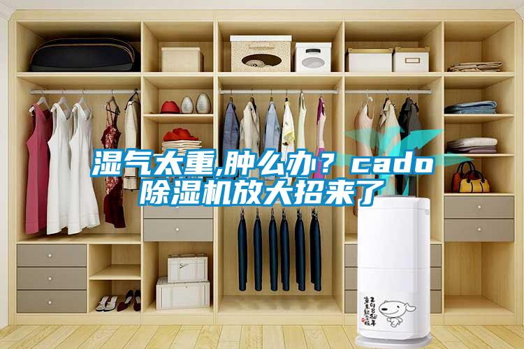 濕氣太重,腫么辦？cado除濕機(jī)放大招來了